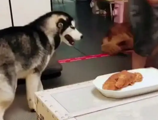 He's good at stealing food