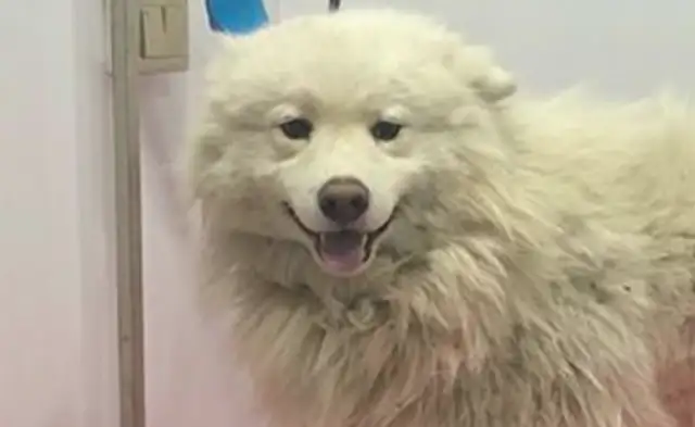 The stray dog wandered around the road, the boy went to the pet store, and the operator: found the treasure