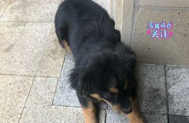 The stray dog is abandoned by the girl, and the little guy wants to catch up, and he's afraid he'll be upset
