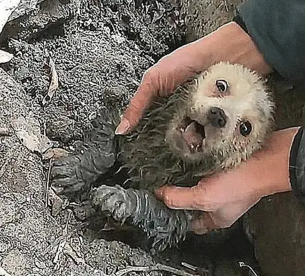 The dog was barking at the ground, thinking he was burying the baby, digging it up and making people cry