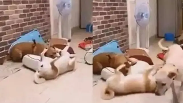 The dog broke the couch every day, and the master was angry: