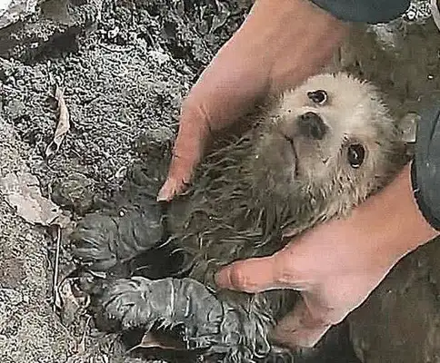 The dog was barking at the ground, thinking he was burying the baby, digging it up and making people cry