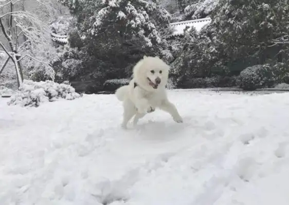 Dogs hungry enough to eat snow