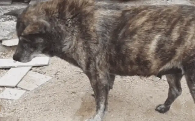 The dog was barking at the ground, thinking he was burying the baby, digging it up and making people cry