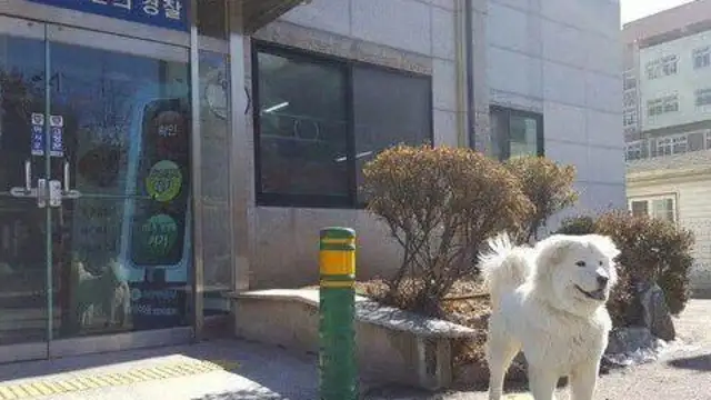 You're going to get your dog back to the police force 18 months later, and you're going to eat us