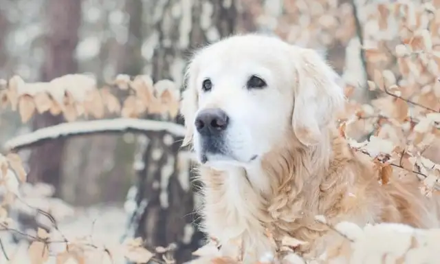 Dogs hungry enough to eat snow