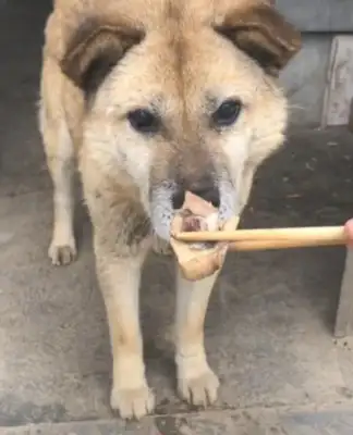 Women use wood chopsticks to trap the flesh, the dog's response is warm