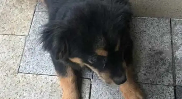 The stray dog is abandoned by the girl, and the little guy wants to catch up, and he's afraid he'll be upset