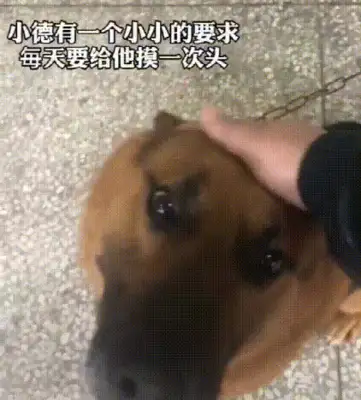 A stray dog broke into a police station to “recruit” a police dog