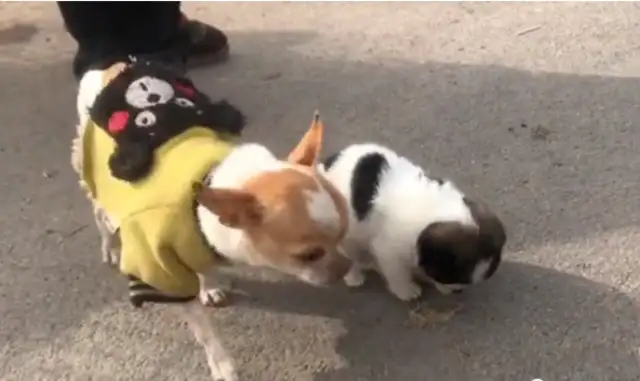 The dog says it's a Chihuahua