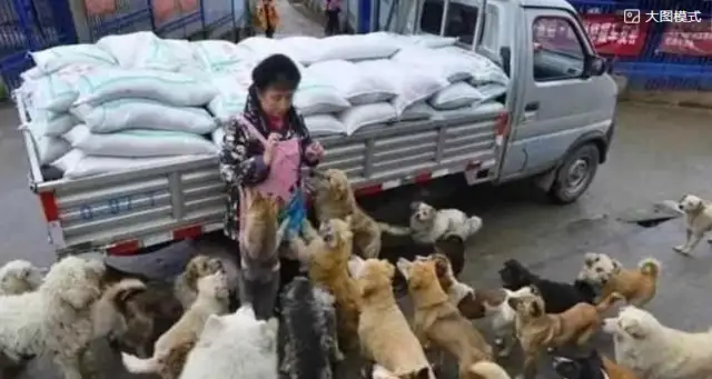 5,000 stray dogs, adopted by a nice aunt, abandoned a limo for the happiness of the dogs