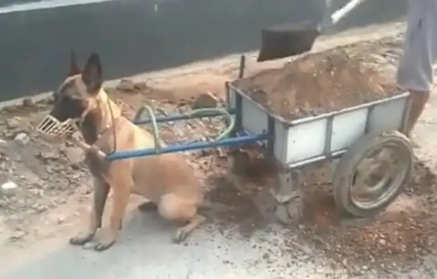 The master trained the pup tow truck, but he couldn't get out for 30 minutes