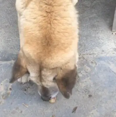 Women use wood chopsticks to trap the flesh, the dog's response is warm