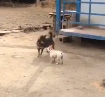 Kid fights, he sees the chickens chasing, he meets the bodyguards, he stays right there