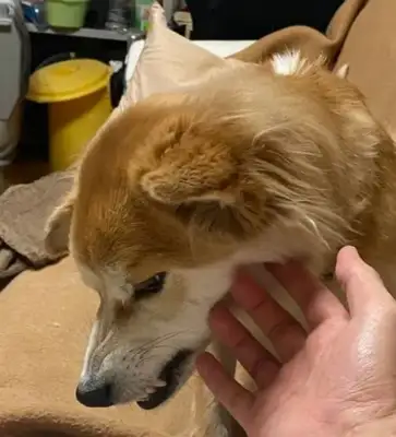 Dogs are abandoned twice. A year after their adoption, they understand why