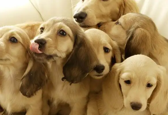 Do you understand the basics of the new pet dog