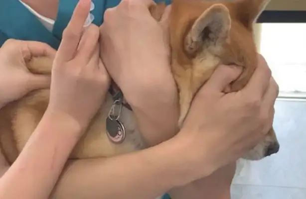 The master was blindfolded in order to avoid his fear