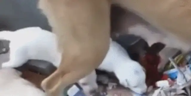 Pregnant dogs are thrown out of their homes, they depend on garbage for their living, and they give birth to cute dog treasures