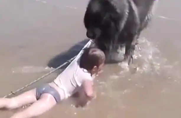 The little girl fell into the water and the dog saved her