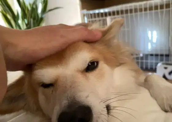 Dogs are abandoned twice. A year after their adoption, they understand why