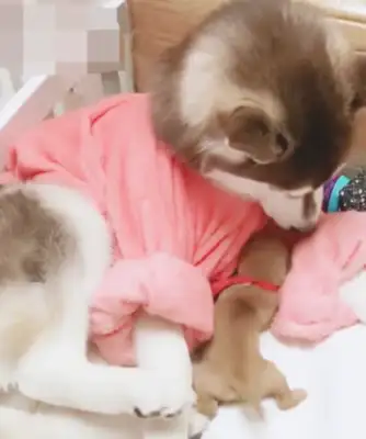 And when the hair doesn't notice, it hides the dog