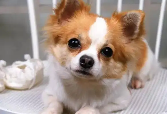 Do you understand the basics of the new pet dog