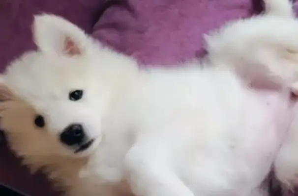 After the dog went blind, I raised a guide dog