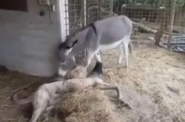 The disabled dog doesn't like it like that, but he knows a friend who's always stuck together