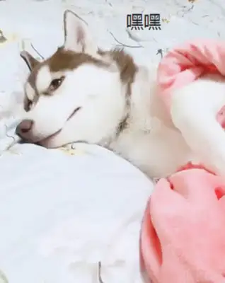 And when the hair doesn't notice, it hides the dog
