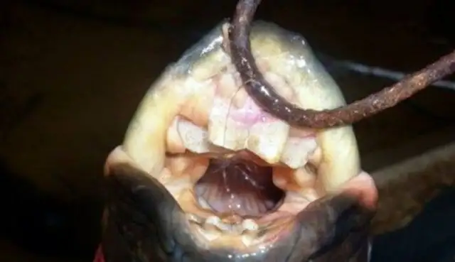 The weird eels are barking and their teeth are scaring the fisherman