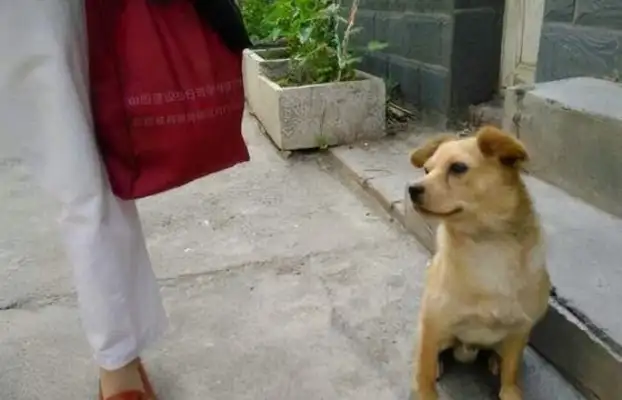 The woman at Anhui Harbor calls herself the wife of the master of the Kyuzhou dinner, and the dog screams to kill your child