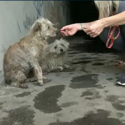 After the Internet got drunk, he took a stray dog home and slept all night