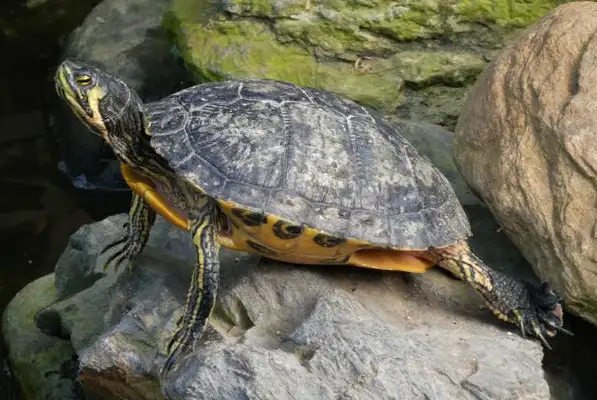 The reptile behaviour is abnormal: what can it mean to hit a glass, to sleep