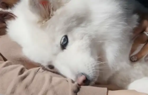 After the dog went blind, I raised a guide dog