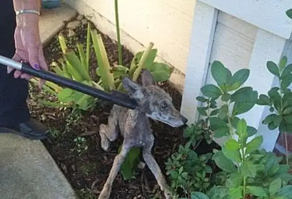 The girl found the stray dog in front of her home, sent it to a rescue station, and was afraid to find out the truth