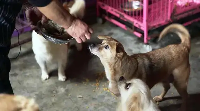 After the Internet got drunk, he took a stray dog home and slept all night