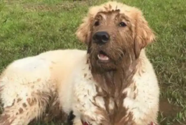 Take a golden dog to the fish pond, say nothing, and jump in the dirt
