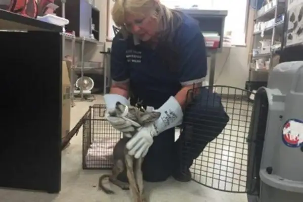 The girl found the stray dog in front of her home, sent it to a rescue station, and was afraid to find out the truth