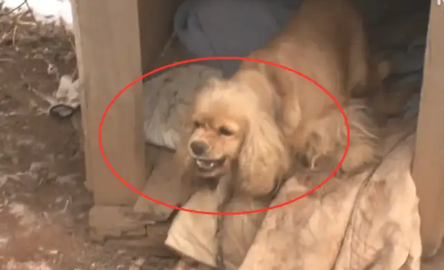 After the old lady died, the dog didn't trust the roadman, but his kid died of hunger
