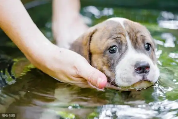 It's the health of the dog. It's the easiest thing for a dog