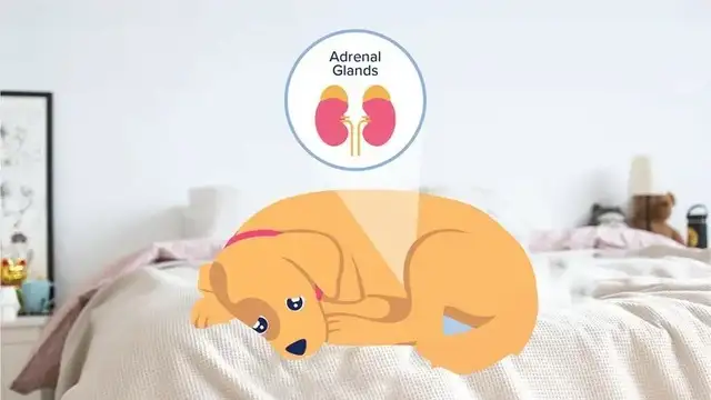 Dog Addison's disease (adrenal cortex functional deflation): symptoms and treatment
