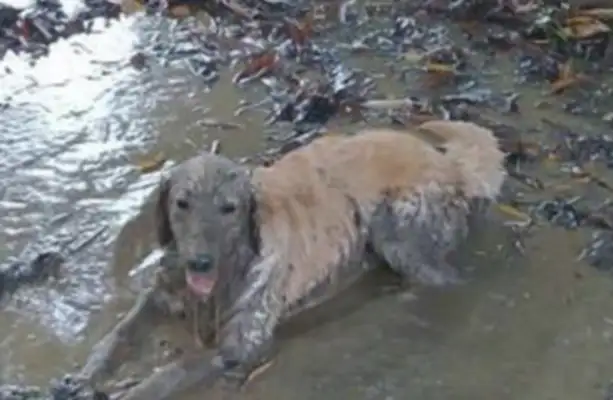 Take a golden dog to the fish pond, say nothing, and jump in the dirt
