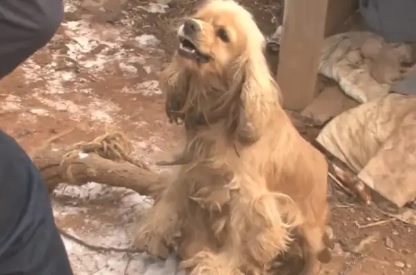 After the old lady died, the dog didn't trust the roadman, but his kid died of hunger