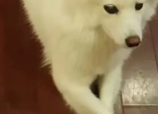 After the dog went blind, I raised a guide dog