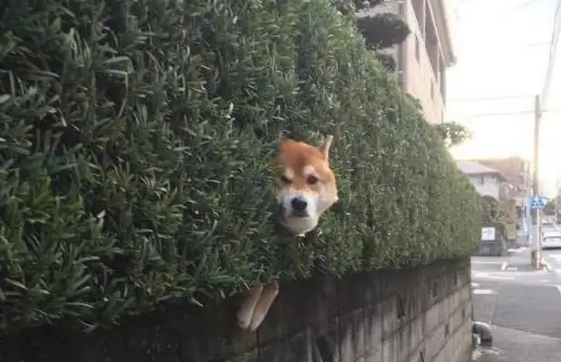 The master took the firewood out and lost it every time. It's..