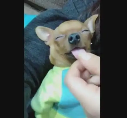 Dogs have gone to sleep at night, their tongues have been lengthened