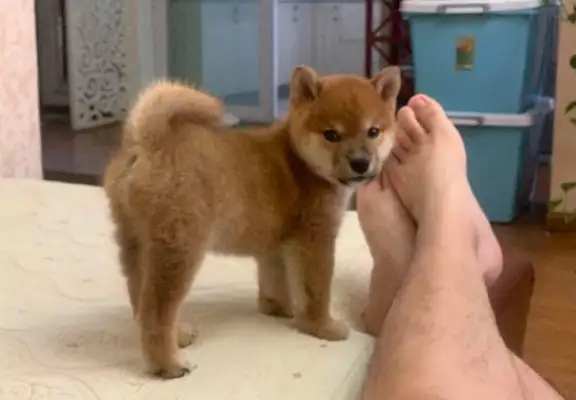 The dog's attitude towards the master was very good