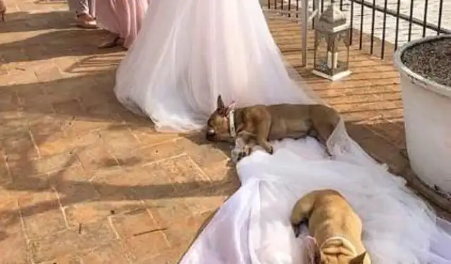The dog sleeps on the wedding dress when it's taken pictures, and the man's action is on