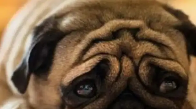Only when the little milk dog was born, the master brought a pair of scissors, and then it was amazing