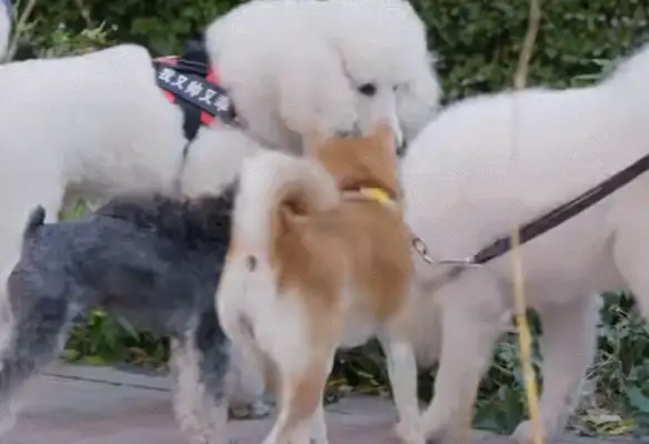 After the dog went blind, I raised a guide dog